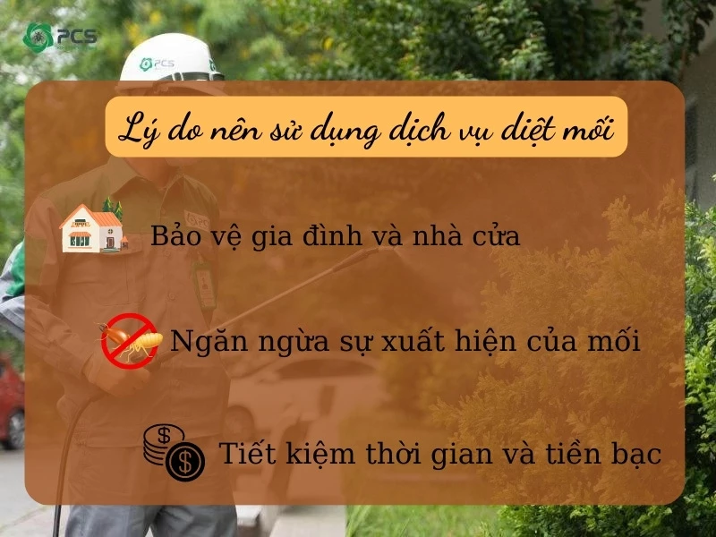 Dịch vụ diệt mối tại Hà Nội 